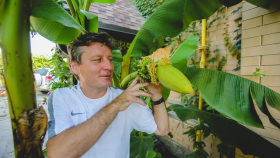 Банана папа. Айтишник продал квартиру ради тропического садоводства 